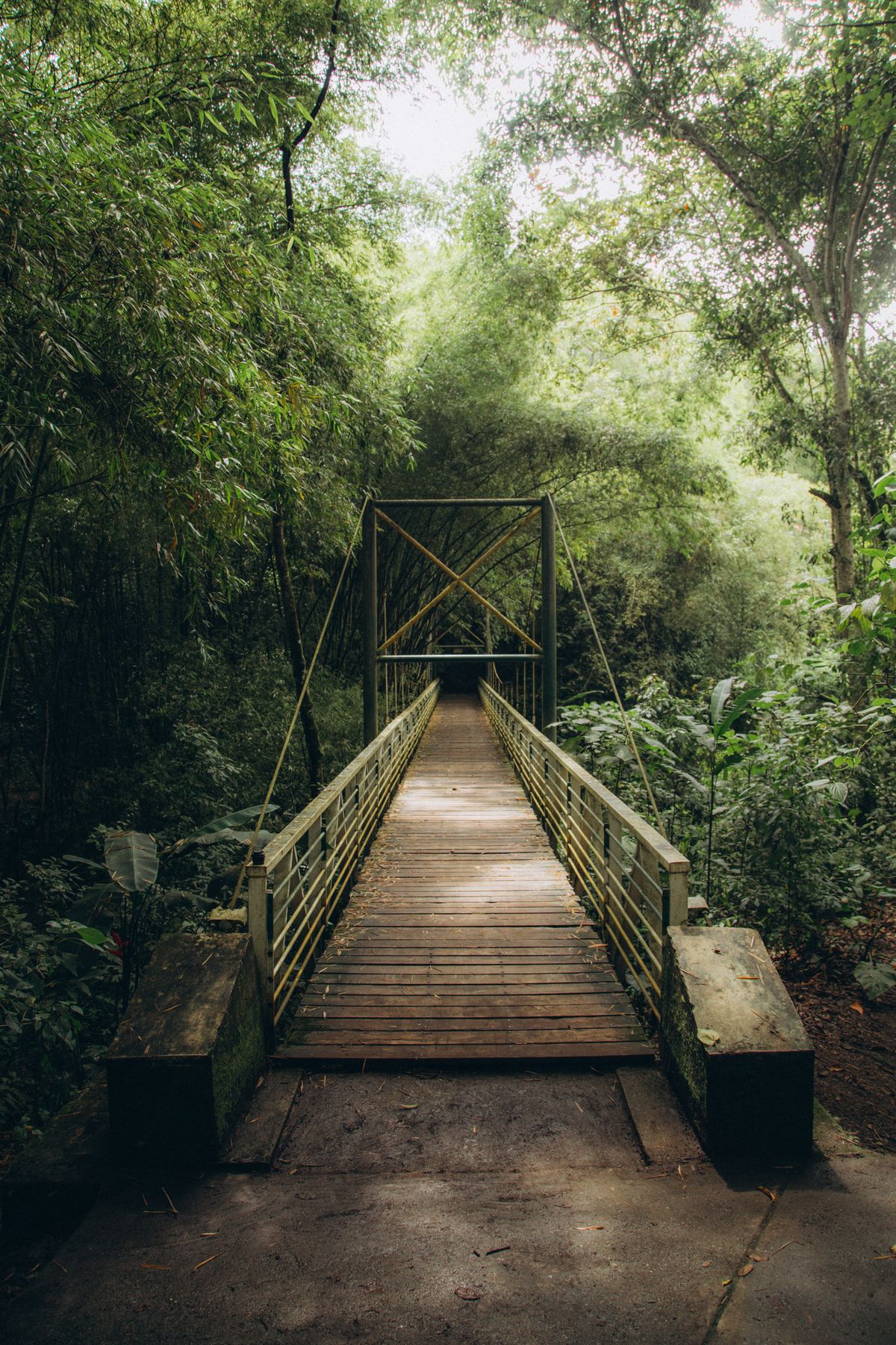 A single wooden footbridge crossing through a green forest, one clear path forward rather than several branching trails